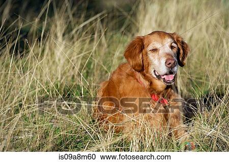 Portrait of golden retriever resting in long grass View Large Photo Image Stock Image - Portrait of golden retriever resting in long grass. Fotosearch