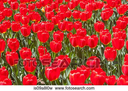 Red tulips View Large Photo Image Stock Photo - Red tulips. Fotosearch