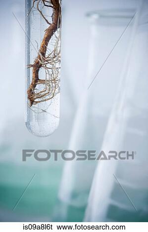 Stock Photograph - Roots in test tube, close up. Fotosearch