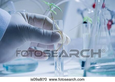 Scientist holding test tube with seedling View Large Photo Image Stock Image - Scientist holding test tube with seedling. Fotosearch