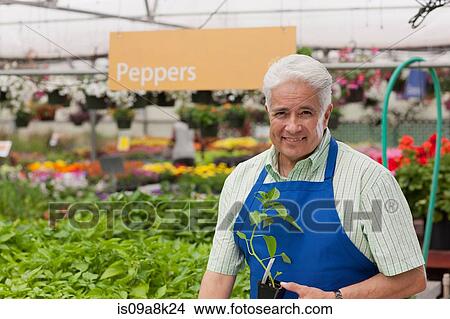Senior man holding plant in garden centre, portrait View Large Photo Image Picture - Senior man holding plant in garden centre, portrait. Fotosearch