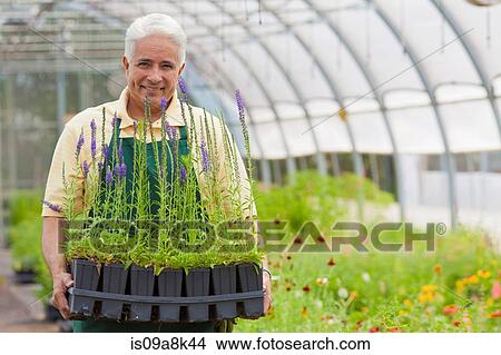 Senior man holding plants in garden centre, portrait View Large Photo Image Picture - Senior man holding plants in garden centre, portrait. Fotosearch
