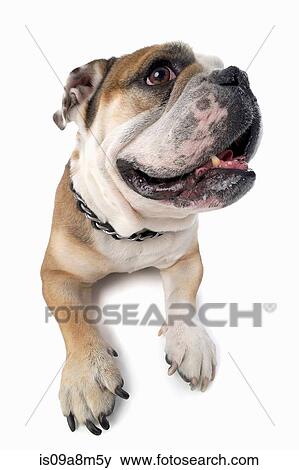 Stock Photo - Studio portrait of distracted english bulldog. Fotosearch