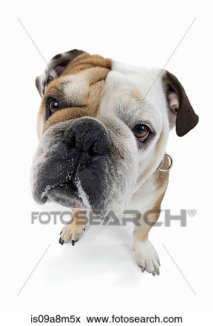 Studio portrait of english bulldog looking at viewer View Large Photo Image Stock Photo - Studio portrait of english bulldog looking at viewer. Fotosearch
