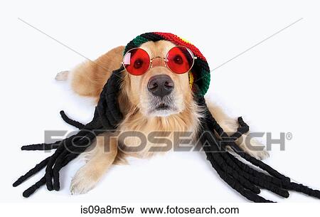 Studio portrait of golden retriever wearing dreadlocks and sunglasses View Large Photo Image Stock Photo - Studio portrait of golden retriever wearing dreadlocks and sunglasses. Fotosearch