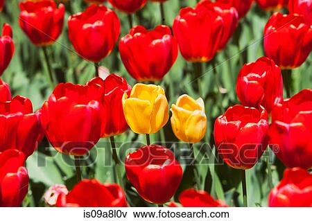 Two yellow tulips amongst red tulips View Large Photo Image Stock Photo - Two yellow tulips amongst red tulips. Fotosearch