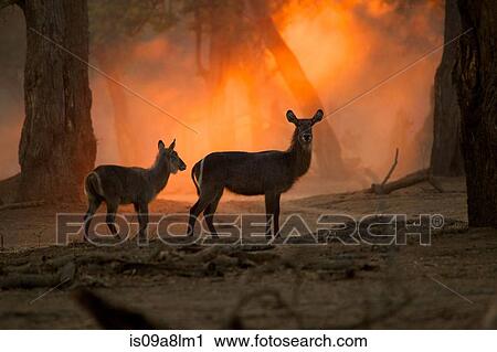 Stock Image - Waterbuck at sunset, Mana Pools National Park, Zimbabwe, Africa. Fotosearch