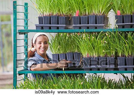Young sales assistant arranging shelves of plants in garden centre View Large Photo Image Stock Photo - Young sales assistant arranging shelves of plants in garden centre. Fotosearch