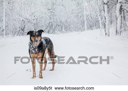 Stock Photograph - Dog standing in snow covered forest. Fotosearch