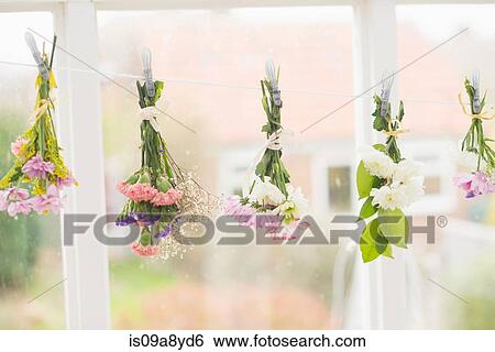 Flowers hung upside down on clothes line View Large Photo Image Stock Photograph - Flowers hung upside down on clothes line. Fotosearch