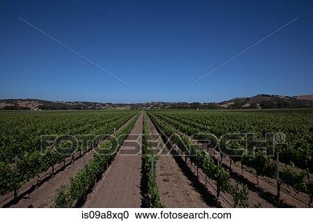 Stock Image - Grapevines in vineyard. Fotosearch