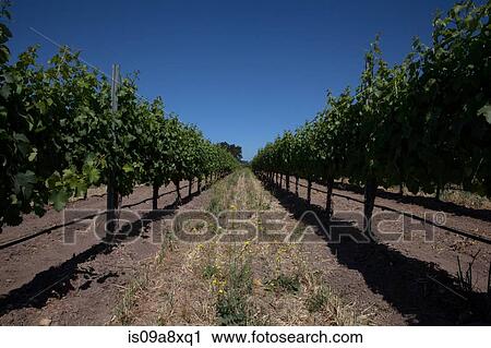 Grapevines in vineyard View Large Photo Image Stock Image - Grapevines in vineyard. Fotosearch