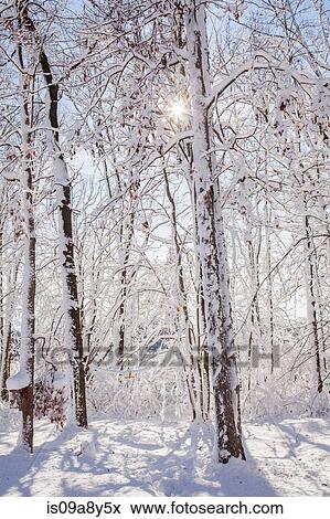 Snow covered forest View Large Photo Image Stock Photo - Snow covered forest. Fotosearch