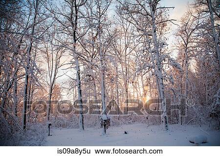 Snow covered forest View Large Photo Image Stock Photograph - Snow covered forest. Fotosearch