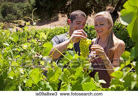 Young couple in vineyard, man holding white grapes View Large Photo Image Stock Image - Young couple in vineyard, man holding white grapes. Fotosearch