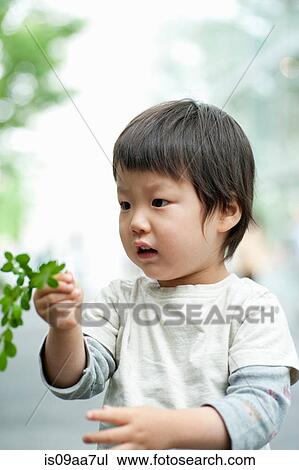Boy looking at leaves on plant View Large Photo Image Stock Image - Boy looking at leaves on plant. Fotosearch
