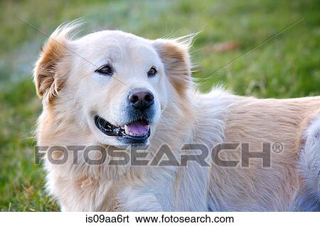 Candid shot of mixed breed dog View Large Photo Image Stock Photograph - Candid shot of mixed breed dog. Fotosearch