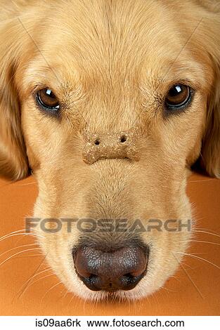 Close up of golden retriever with biscuit balanced on nose View Large Photo Image Stock Image - Close up of golden retriever with biscuit balanced on nose. Fotosearch
