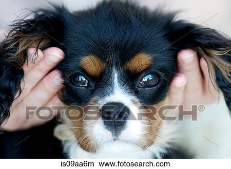 Picture - Close up of hands holding king charles spaniels head. Fotosearch