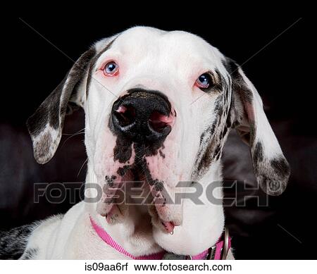 Stock Image - Close up studio portrait of great dane. Fotosearch