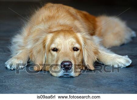 Stock Image - Golden retriever lying down. Fotosearch