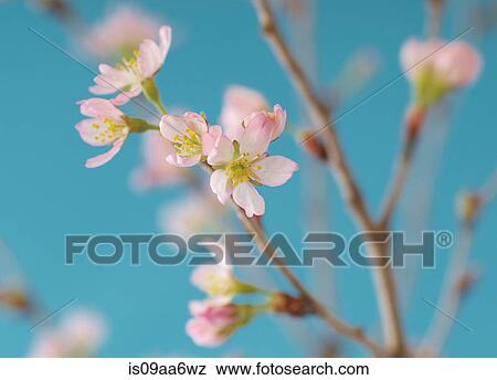 Stock Photo - Japanese cherry blossom, close up. Fotosearch