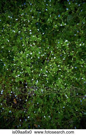 Japanese flowers, close up View Large Photo Image Stock Image - Japanese flowers, close up. Fotosearch