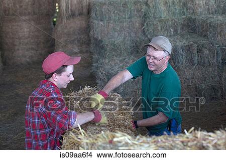 Picture - Mature farmer and son tying straw bale. Fotosearch