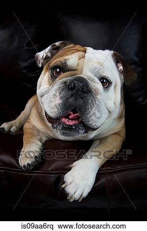 Portrait of bulldog lying on sofa View Large Photo Image Stock Photography - Portrait of bulldog lying on sofa. Fotosearch