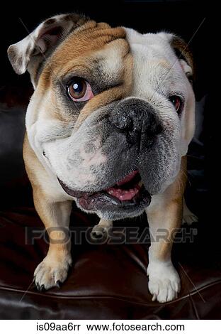 Portrait of bulldog standing on sofa View Large Photo Image Stock Photography - Portrait of bulldog standing on sofa. Fotosearch