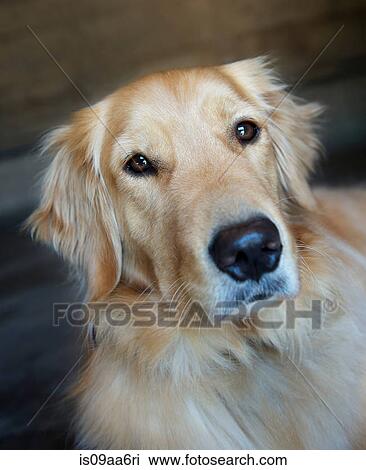 Stock Image - Portrait of golden retriever at home. Fotosearch