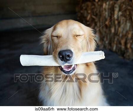 Portrait of golden retriever with eyes closed and dog chew View Large Photo Image Stock Image - Portrait of golden retriever with eyes closed and dog chew. Fotosearch