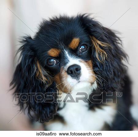 Portrait of king charles spaniel View Large Photo Image Picture - Portrait of king charles spaniel. Fotosearch
