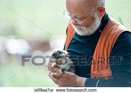 Stock Photography - Senior man holding pet rabbit. Fotosearch