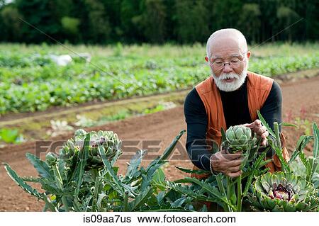 Stock Photograph - Senior man looking at artichoke in field. Fotosearch