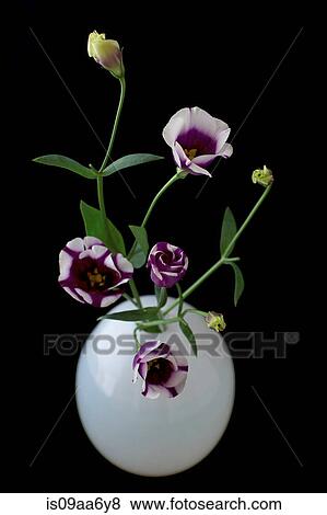 Stock Photo - Still life of white vase with purple flowers. Fotosearch