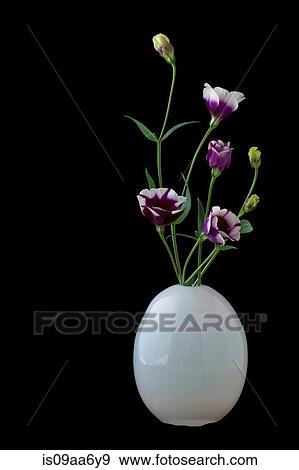 Still life of white vase with purple cut flowers View Large Photo Image Stock Photo - Still life of white vase with purple cut flowers. Fotosearch
