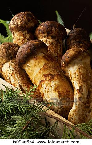 Picture - Still life with matsutake mushrooms and pine leaves. Fotosearch