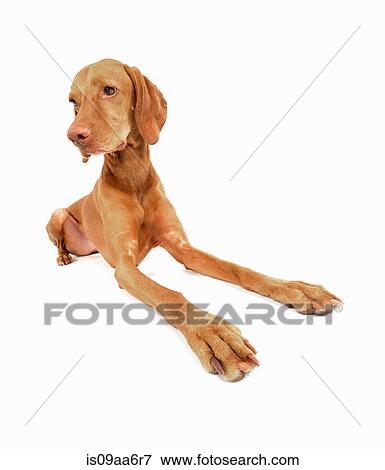 Stock Photo - Studio portrait of alert vizsla dog. Fotosearch