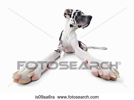 Stock Image - Studio portrait of distracted great dane. Fotosearch