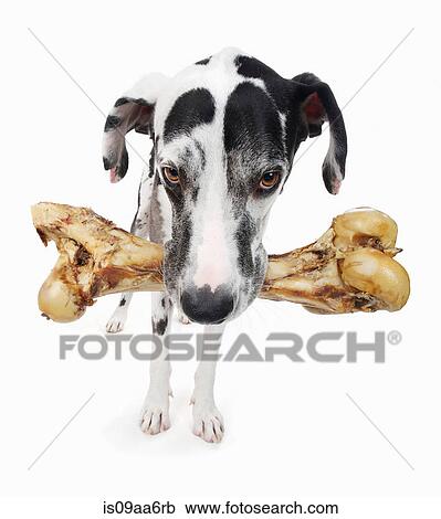 Stock Image - Studio portrait of great dane carrying large bone. Fotosearch