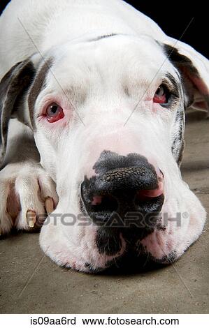 Studio portrait of great dane resting View Large Photo Image Stock Image - Studio portrait of great dane resting. Fotosearch