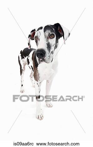 Stock Image - Studio portrait of great dane. Fotosearch