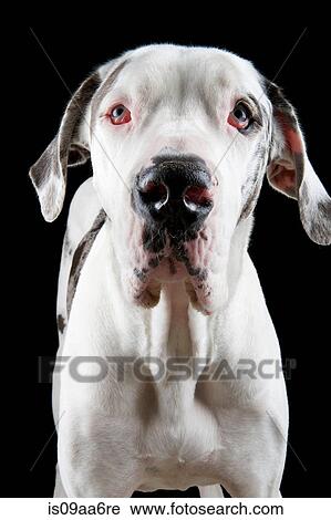 Studio portrait of great dane View Large Photo Image Stock Image - Studio portrait of great dane. Fotosearch