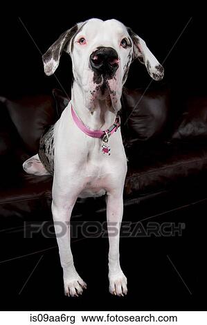 Studio portrait of great dane with back legs on sofa View Large Photo Image Stock Image - Studio portrait of great dane with back legs on sofa. Fotosearch