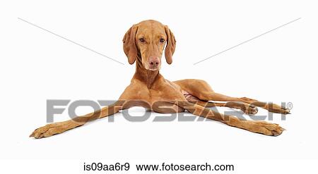 Stock Photo - Studio portrait of relaxed vizsla dog. Fotosearch