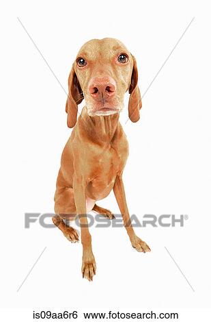 Studio portrait of sad looking vizsla dog View Large Photo Image Stock Photograph - Studio portrait of sad looking vizsla dog. Fotosearch
