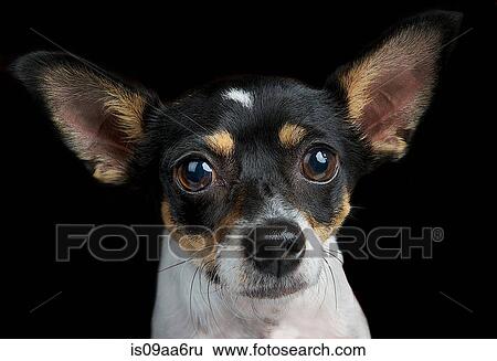 Stock Photograph - Studio portrait of toy terrier. Fotosearch