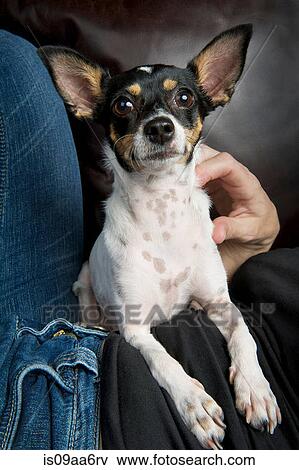 Stock Photo - Studio portrait of toy terrier with owner. Fotosearch