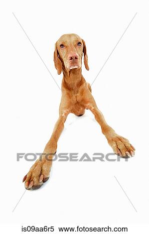 Studio portrait of vizsla dog getting up View Large Photo Image Stock Photography - Studio portrait of vizsla dog getting up. Fotosearch